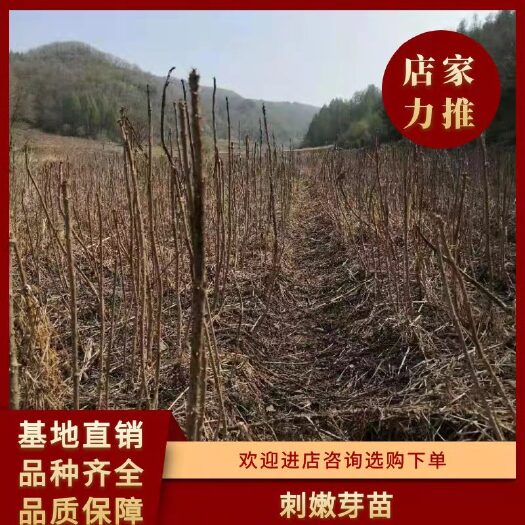 清原县刺老芽苗  甘肃乌龙头苗，辽宁刺嫩芽苗，云南刺脑包苗树头菜苗
