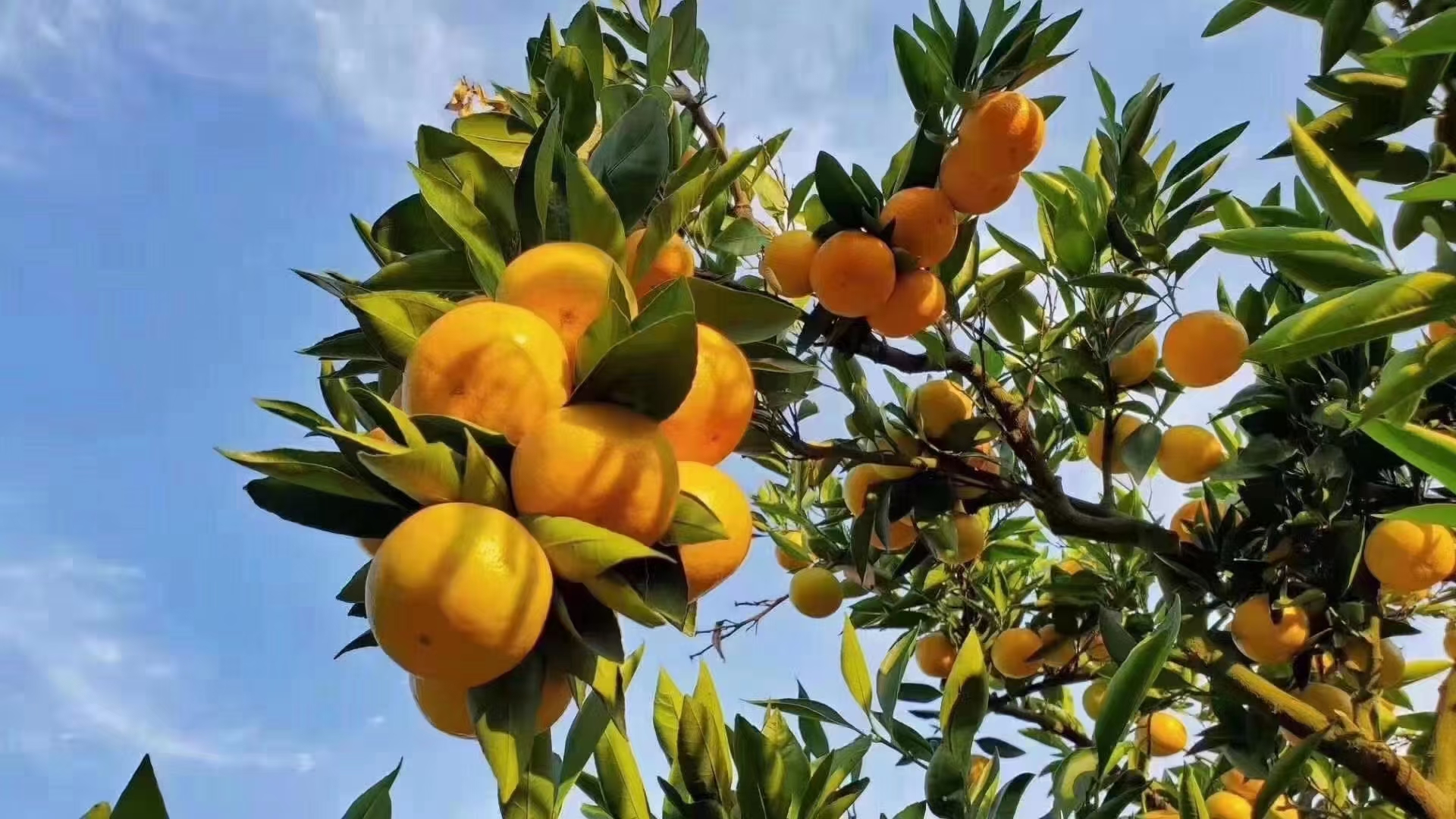 湖南石门蜜桔 中国柑桔之乡 自家种植  口感甘甜  皮薄多汁