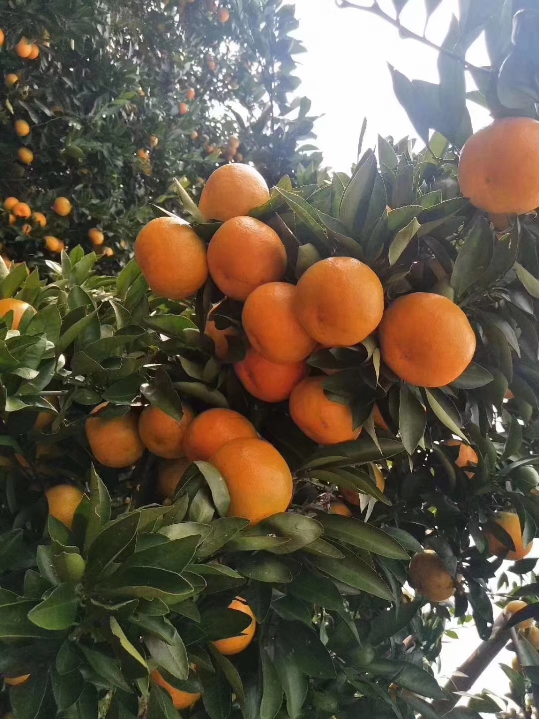 湖南石门蜜桔 中国柑桔之乡 自家种植  口感甘甜  皮薄多汁