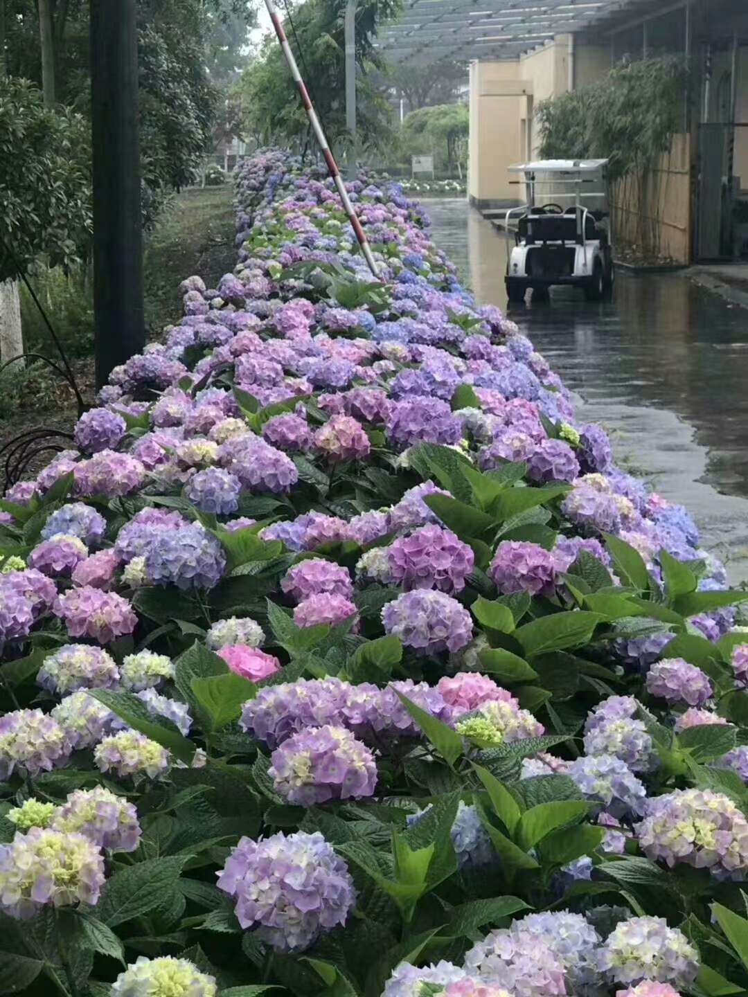 粉色佳人  绣球盆花，海蓝，