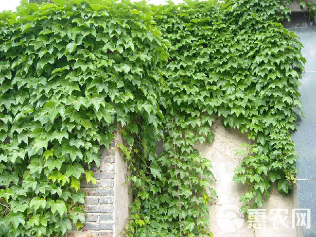 三叶爬山虎苗爬藤植物藤蔓绿植好养活四季爬墙虎开花室外阳台庭院