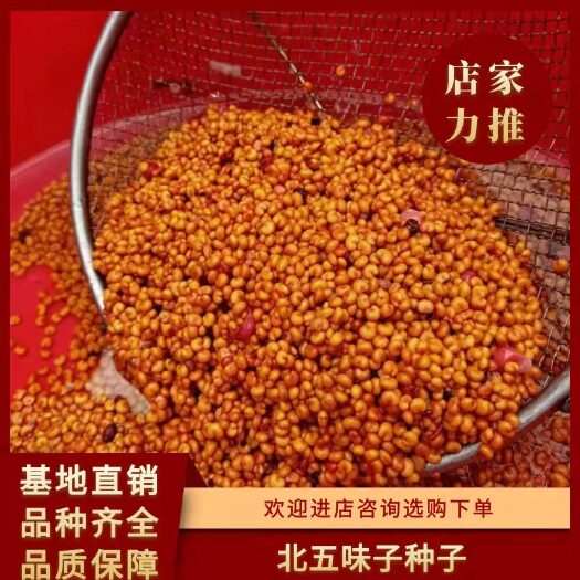 东北五味子种子辽宁五味子种子苗吉林五味子种子黑龙江五味子种