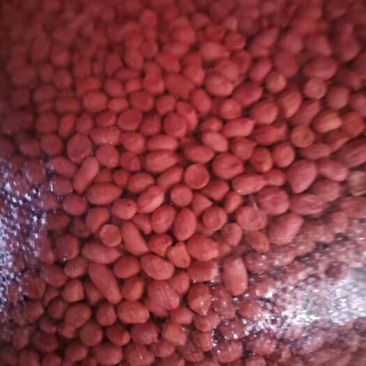 阜新 产地直销各种规格花生米