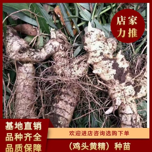 清原县鸡头黄精  东北辽宁甜鸡头黄精种苗，东北鸡头黄精种子价格实惠