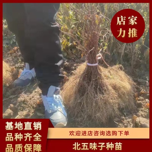 清原县东北大粒红北五味子1年大苗，辽宁五味子2年大苗北五味子种苗