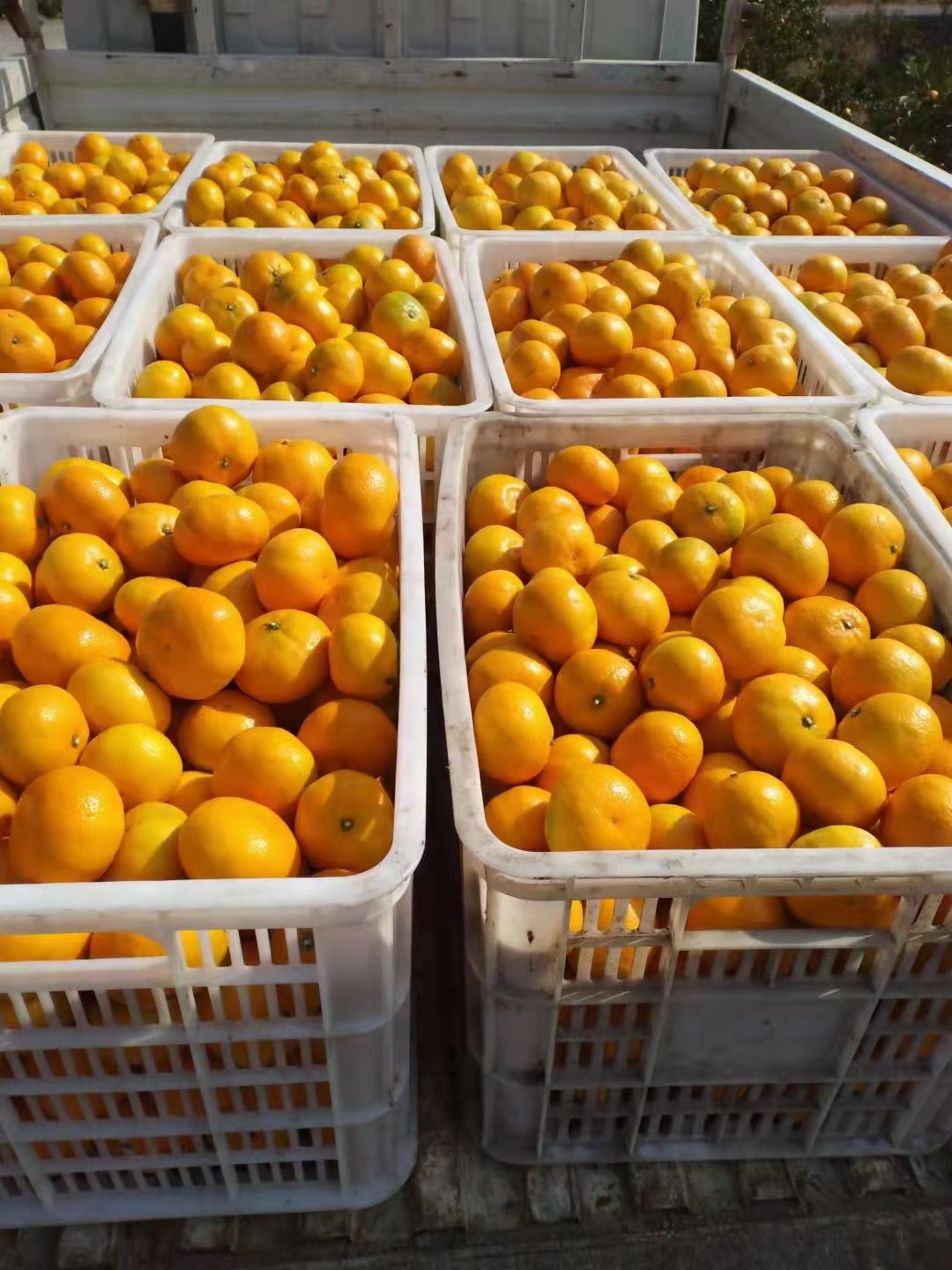 湖南石门蜜桔 中国柑桔之乡 自家种植  口感甘甜  皮薄多汁