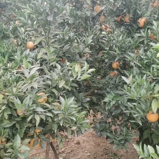 兴山县昭君脐橙