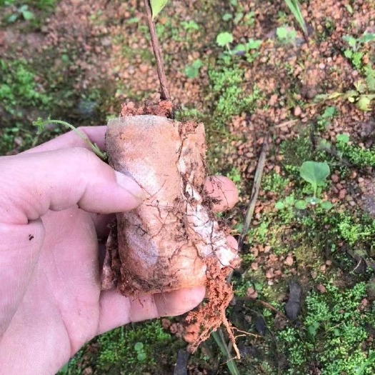 灵山县巴西樱桃苗