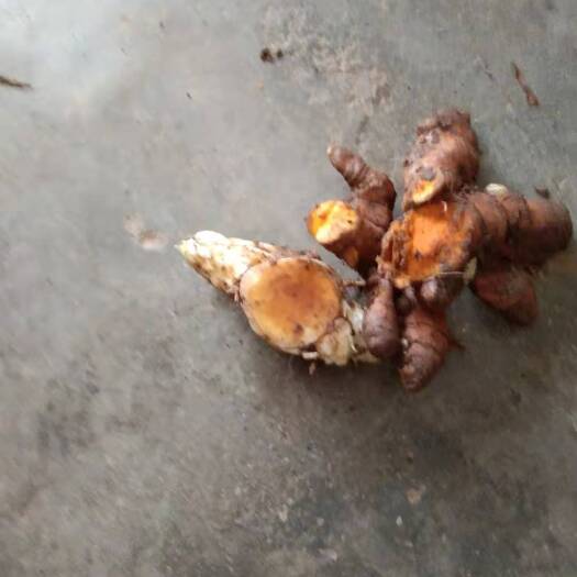 马关县姜黄