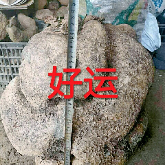 售云南临沧凤庆绿藤  ，血藤山乌龟