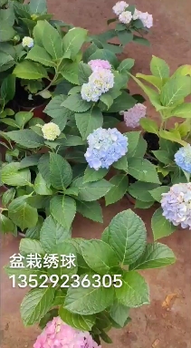 粉色佳人  绣球盆花，海蓝，