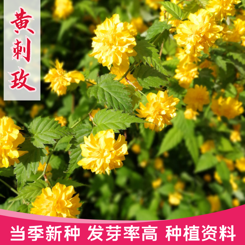 沭阳县红刺玫种籽黄刺玫种子破皮刺玫蔷薇籽种子花墙花刺玖花黄刺莓