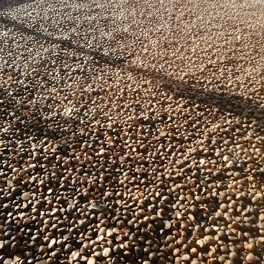 祁门县茶叶籽 高山油茶籽