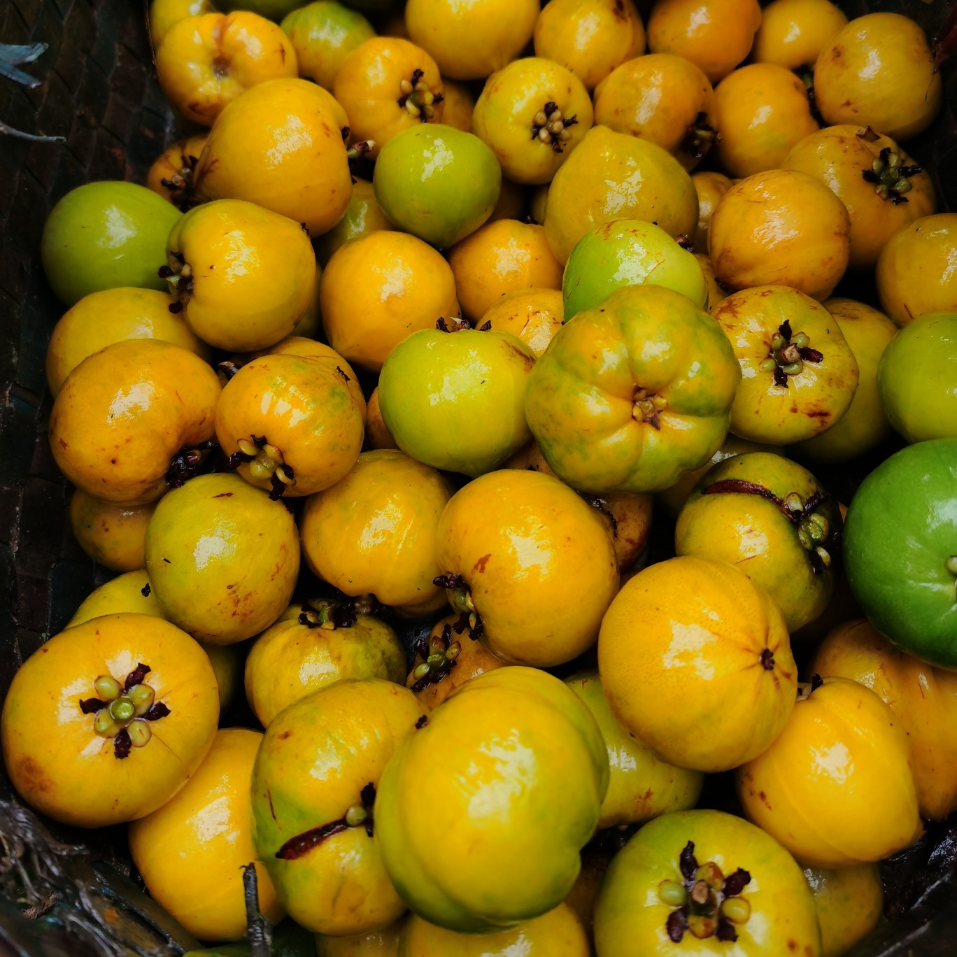 山竹树苗  岭南山竹苗黄金山竹嫁接果苗龙檬果苗绿化苗批发