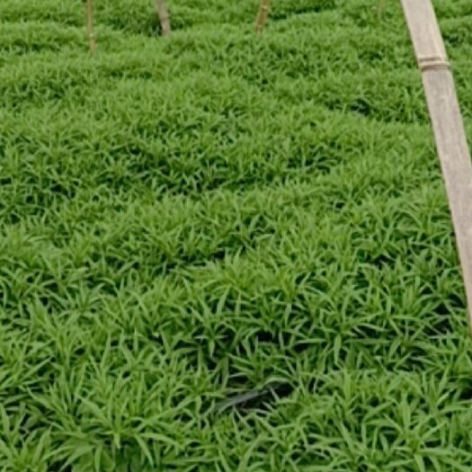 玉环市藜蒿 芦蒿自种批发价实惠
