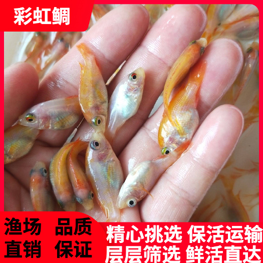 广州红罗非鱼苗，红罗非，彩虹鲷纹红罗非，淡水批发