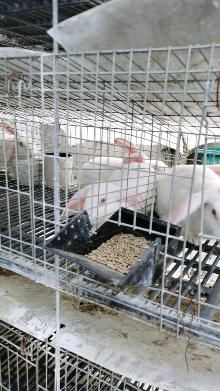 鹽城肉兔  春堂兔業常年供應商品兔：種兔，寵物兔等