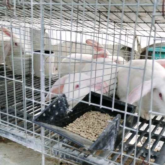 肉兔  春堂兔业常年供应商品兔：种兔，宠物兔等