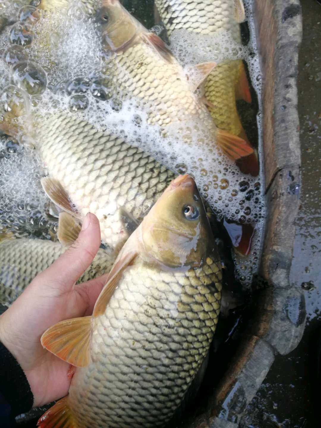  全鳞鲤鱼