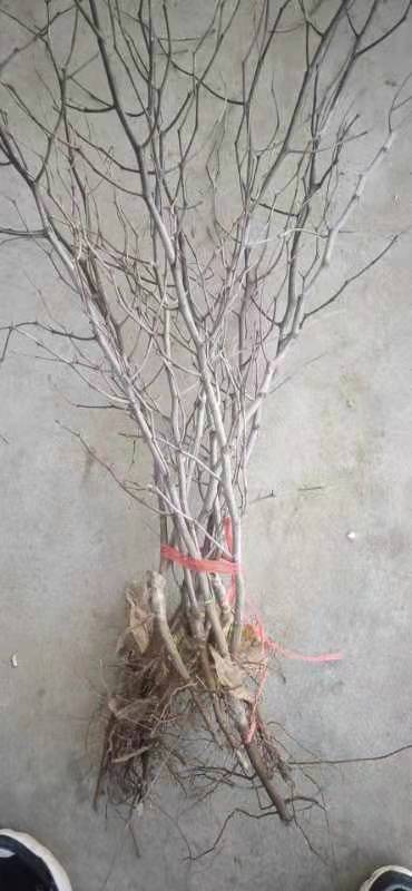 泰安冬枣树苗