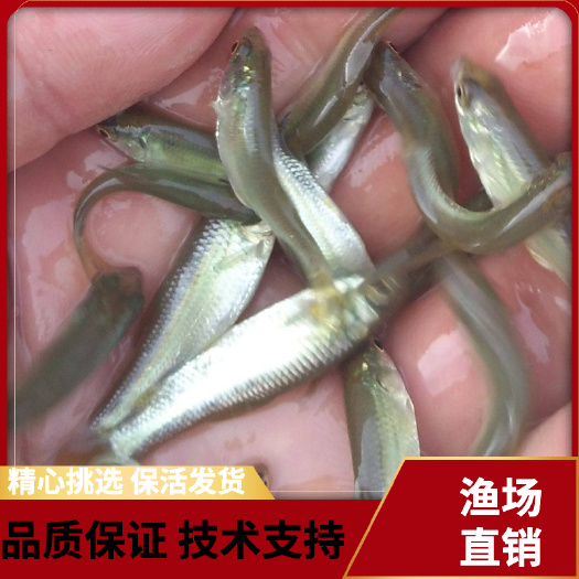 广州渔场直供麦鲮鱼苗，土鲮鱼苗，泰国鲮苗，量大从优，周边地区可以