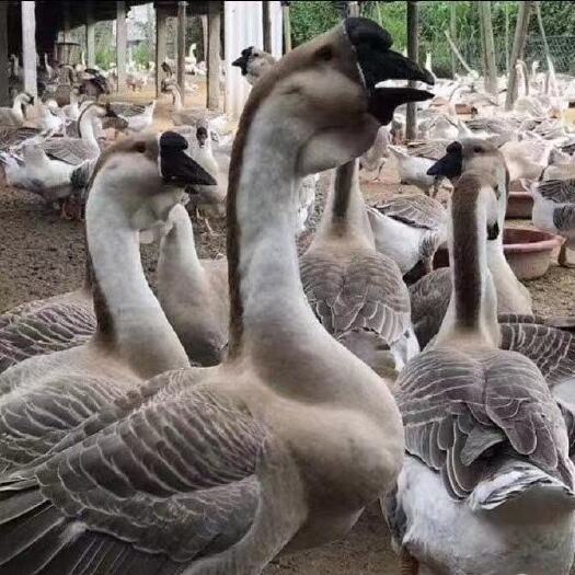 南宁狮头鹅苗  广西合浦狮头鹅。