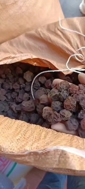 松潘县 干乌梅