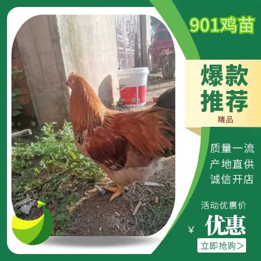 南宁K9鸡苗  K九 新广901鸡苗  质量保证 包打疫苗 包运