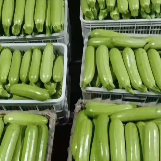 兰陵县绿皮西葫芦 高温棚西葫芦