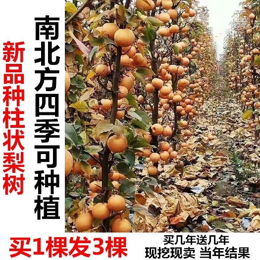 柱状梨苗  柱状梨树苗 优质嫁接梨树苗 翠冠、 皇冠、秋月、