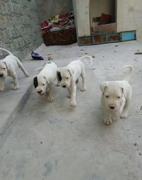 济南阿根廷杜高犬海盗眼，疫苗齐全，身体健康。