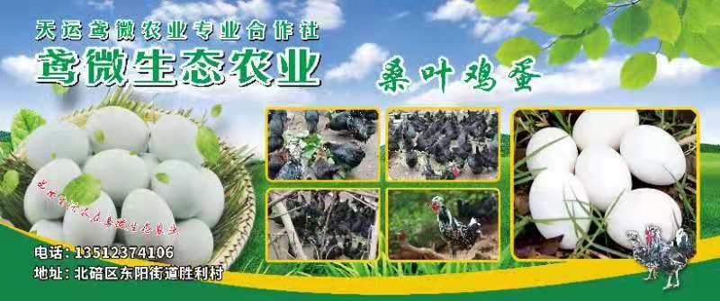 重庆市乌鸡蛋 生态桑叶绿壳鸡蛋