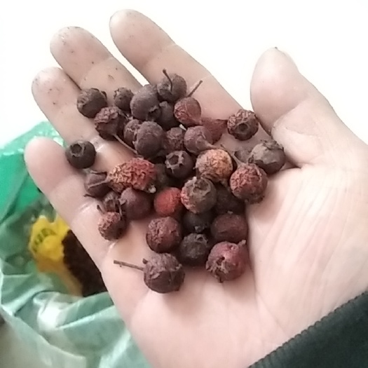 焦山楂 山楂 南山楂 大别山特产批发零售