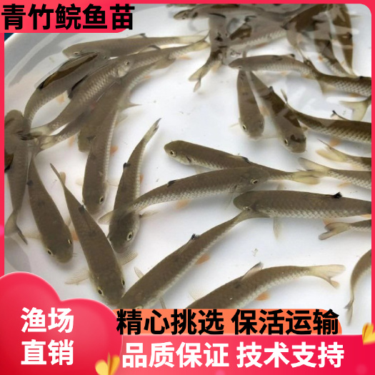 广州草鱼  光倒刺耙军鱼苗，河坚鱼苗，青竹鲩鱼苗，批发供应
