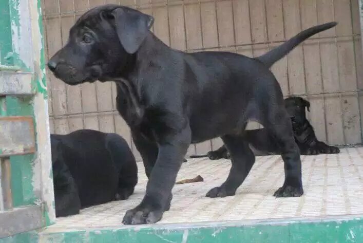 芜湖狗  黑青幼犬，看家护院，疫苗齐全，身体健康