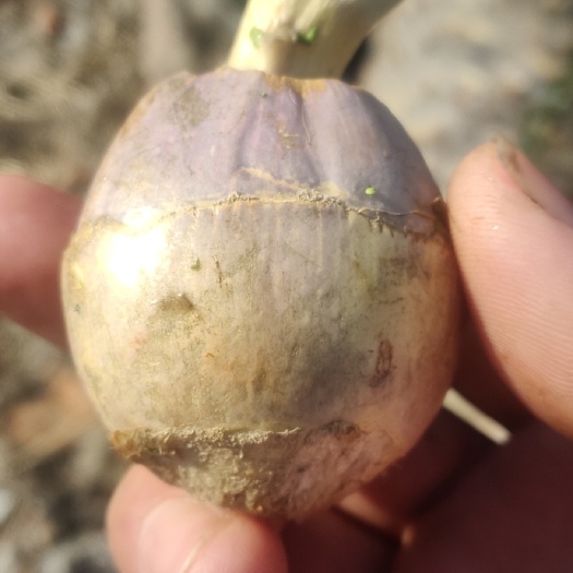慈菇 本扬州市位于长江中下游,土质为沙土,慈姑又大又白,口感好。