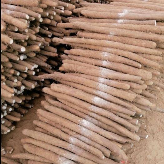 大名县 山药大量上市！欢迎新老客户来收购！0.4～2.4各类货都有！