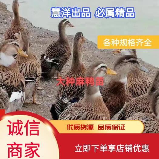 麻鸭苗 合蒲麻鸭苗  包打疫苗 包运输存活  质量可靠