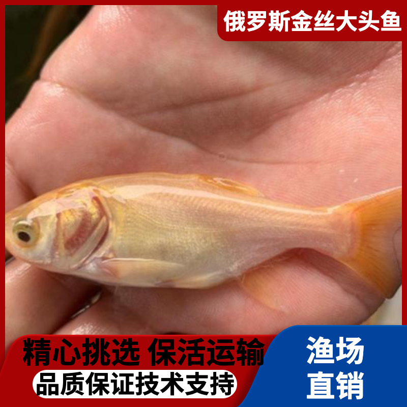 广州金大头鱼苗/俄罗斯金大头苗/金丝大头/金丝花鲢鱼苗，批发供应