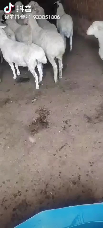 包头羊肉类 内蒙古草原草坡羊，肉质鲜嫩，口感好。