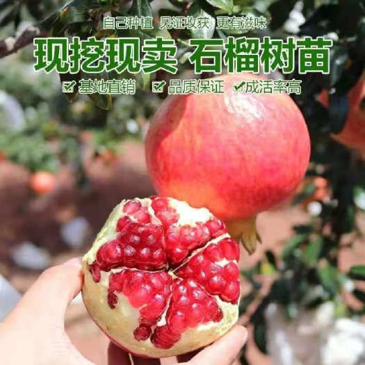 平邑县 突尼斯软籽石榴树苗蒙阳红石榴苗适合南北方种植盆栽地栽现挖现发