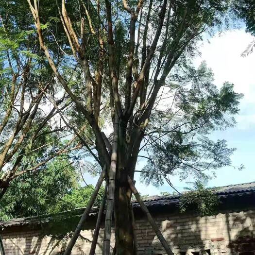  福建漳州地苗，移植蓝花楹基地自产自销