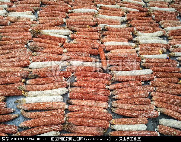 维西县玉米芯