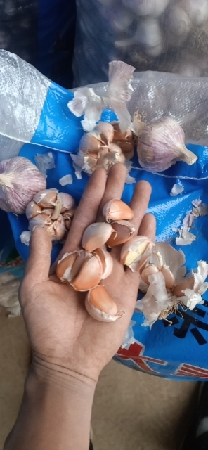 聊城蒜苗 聊城紫皮大蒜，苗蒜