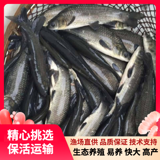 广州青鱼苗/螺丝青鱼苗/淡水黑鲩鱼苗，渔场直销，品质保证