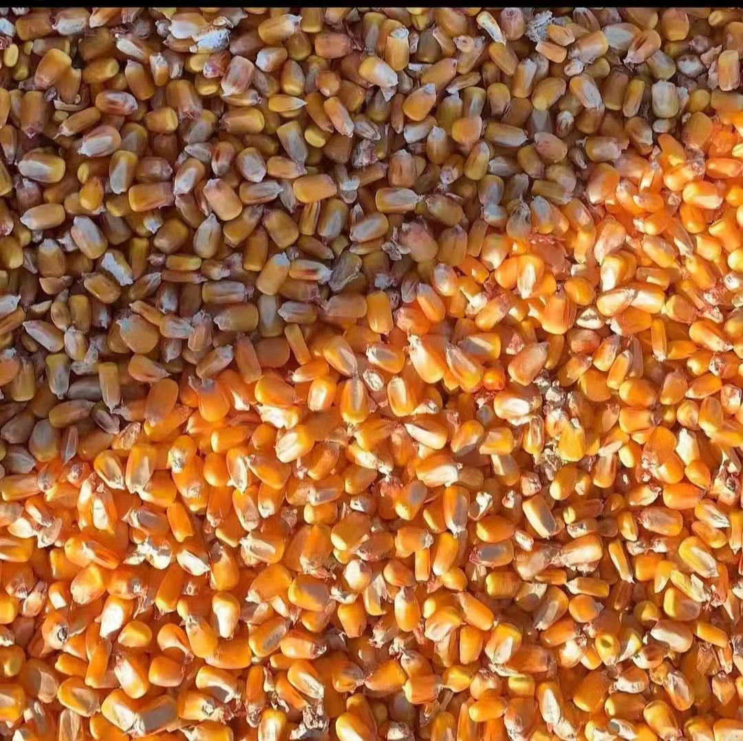 干玉米 整单出玉米，1.5万吨价格实惠