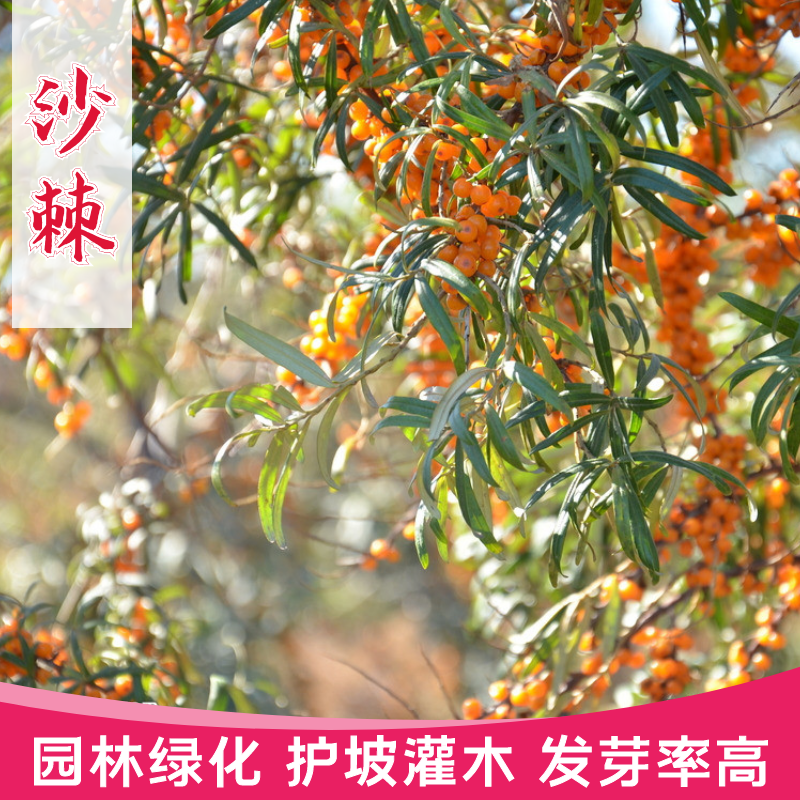 沭阳县大果沙棘种子大果深秋红沙棘树种子 四季容易种南方北方种植子