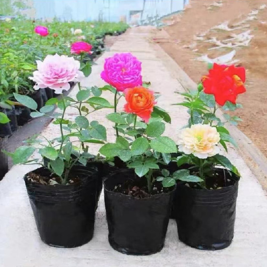  欧月小苗 品种多多 价格便宜