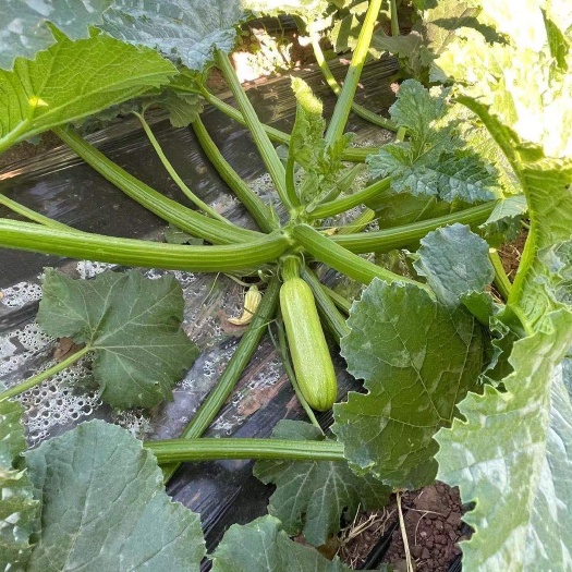 元谋县绿皮西葫芦  元谋精品西葫芦大量上市中