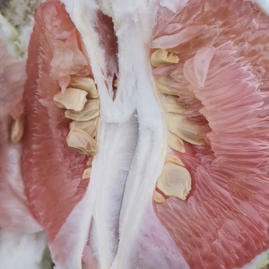 梓潼县 红心柚